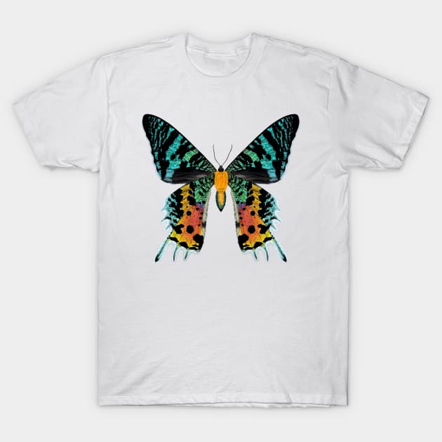 Madagascan Sunset Moth Illustration T-Shirt by CarleahUnique